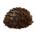 Pine Cone Cache